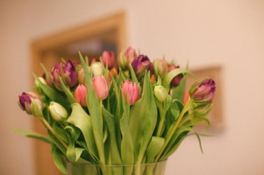 Tulpen in Abovase