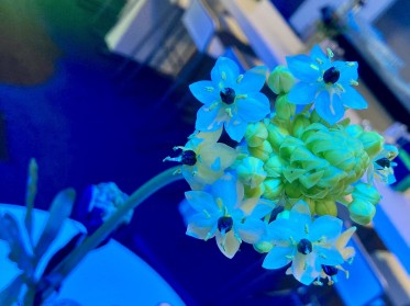 Eventfloristik in Corporate Design Farben