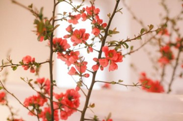 Frühlingshaftes Abo